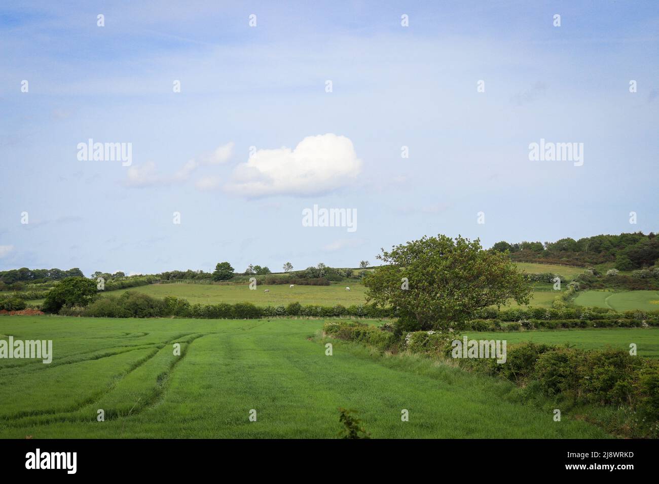 Campagna aperta, nei pressi di Thurstaston, Wirral - campi verdi con cielo blu Foto Stock