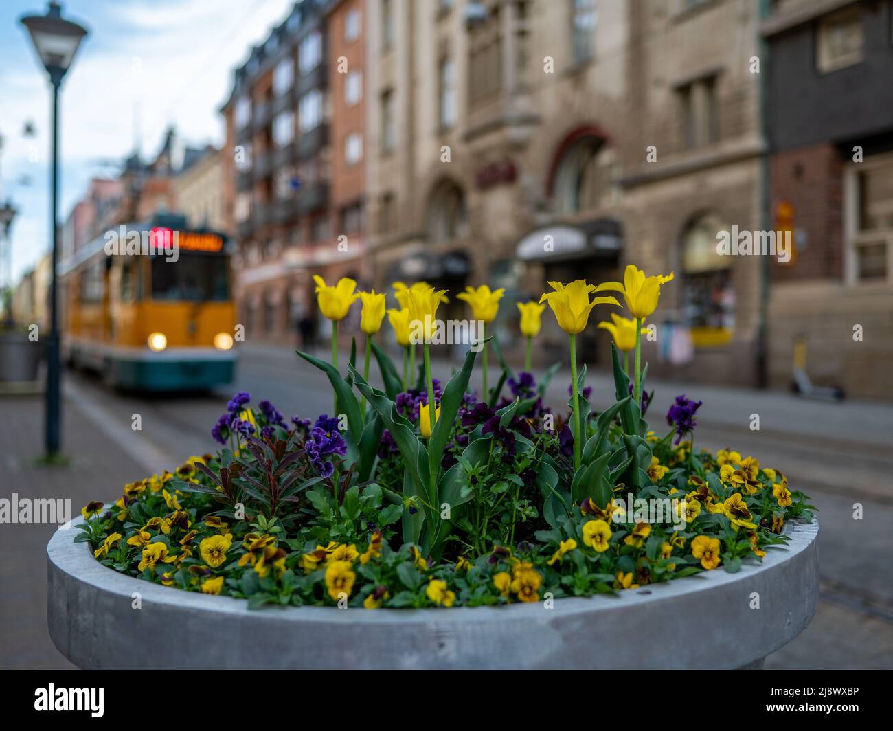 Tulipani e fiori di pansy sulla strada principale Drotttninggatan a Norrköping, Svezia Foto Stock