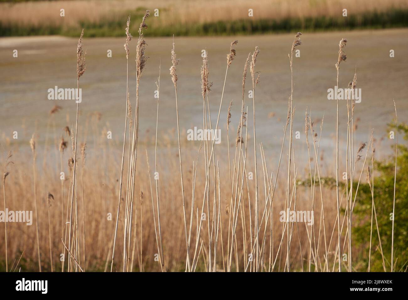 Primo piano di erba secca alta vista in luce naturale. Foto Stock