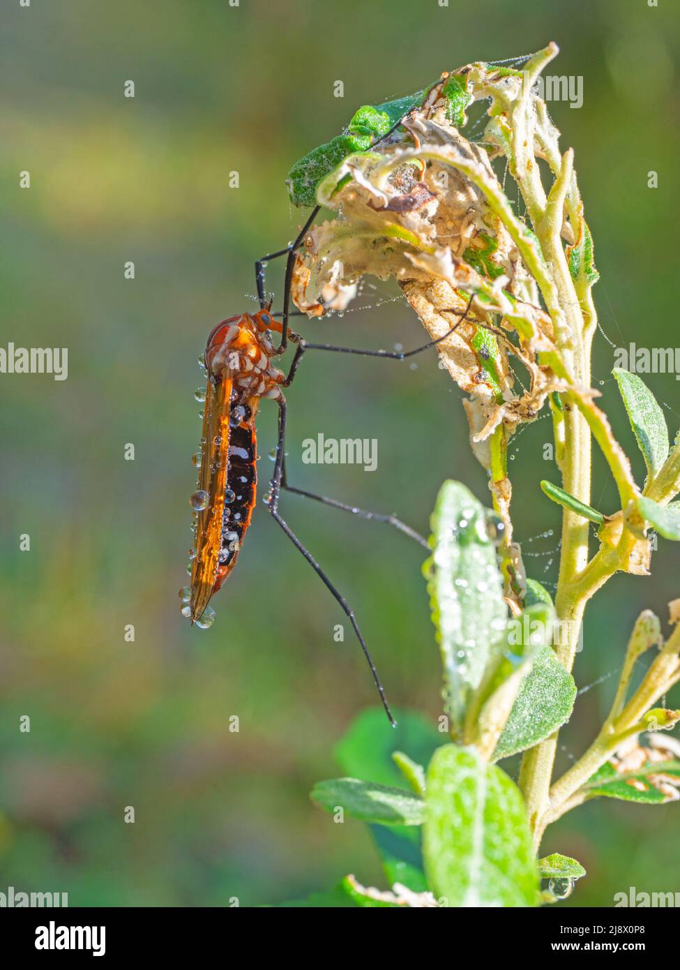 Assassin Bug coperto con gocce di rugiada mattina nel Baw Baw National Park Foto Stock
