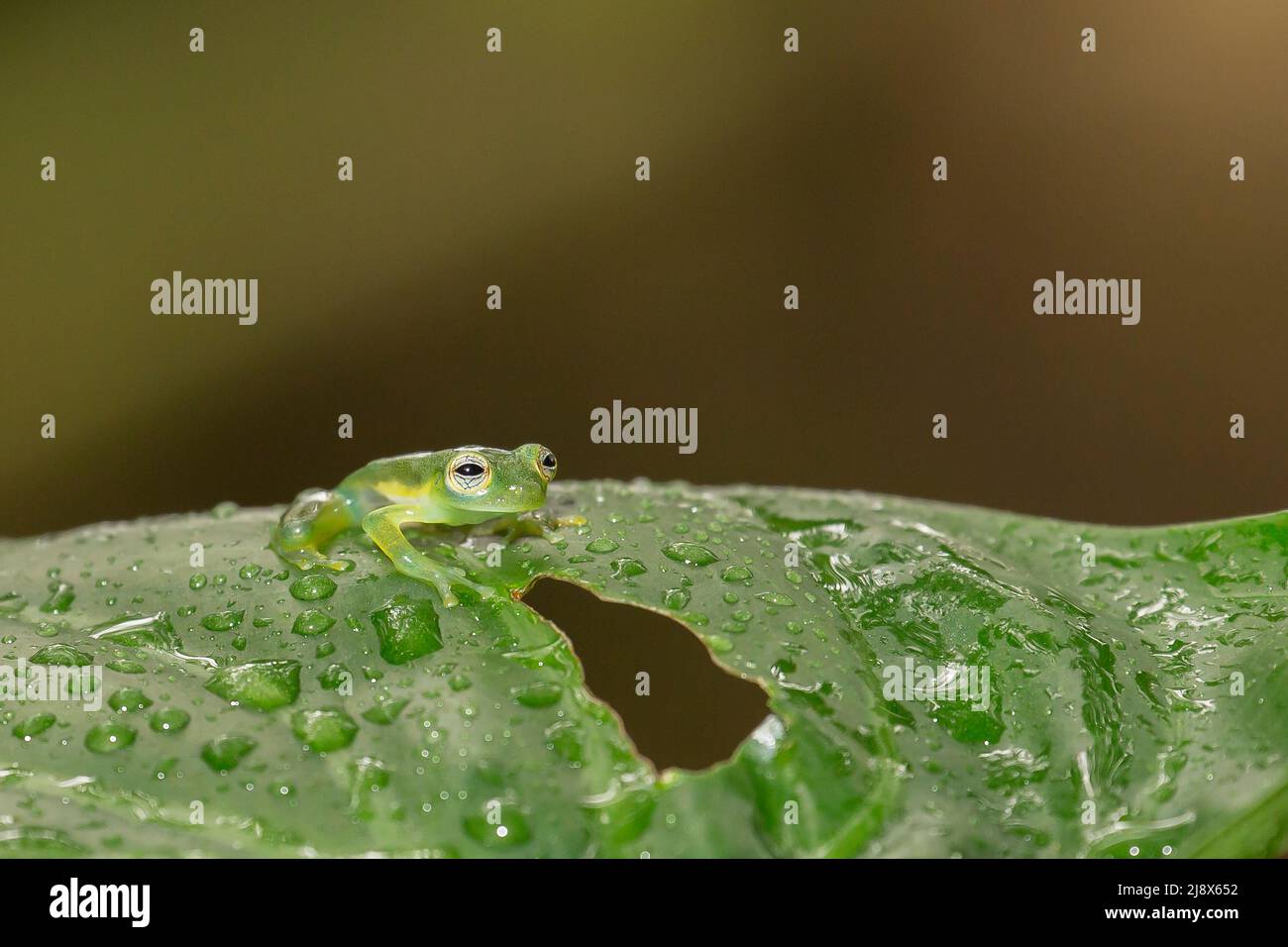 Spiny Glass Frog (Teratohyla spinosa) (soggetto controllato) Foto Stock