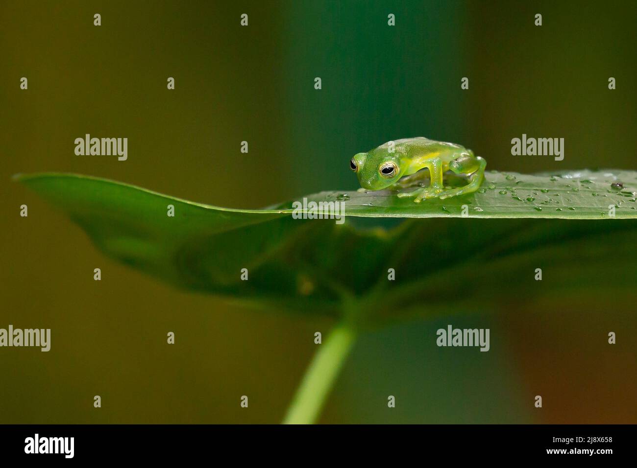 Spiny Glass Frog (Teratohyla spinosa) (soggetto controllato) Foto Stock