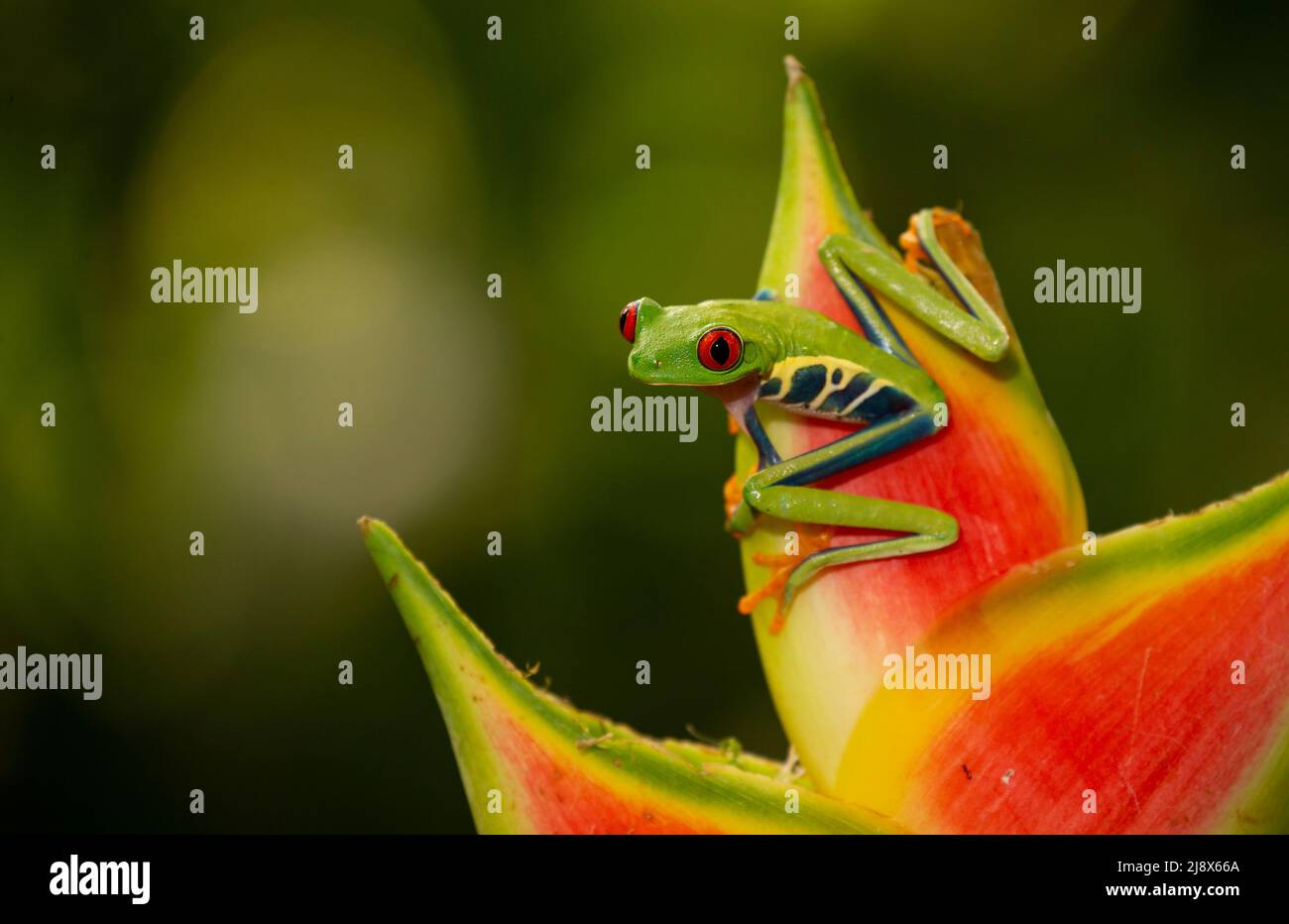 Rana di albero con occhi rossi (Agalichnis callidryas) (soggetto controllato) su heliconia Foto Stock