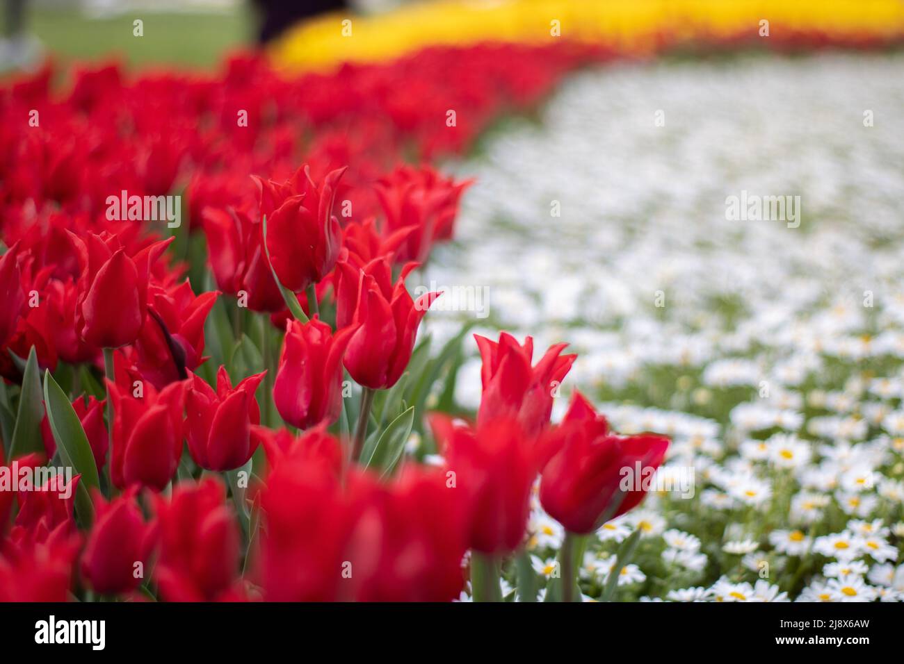 Un campo di fiori con tulipani rossi e margherite Foto Stock