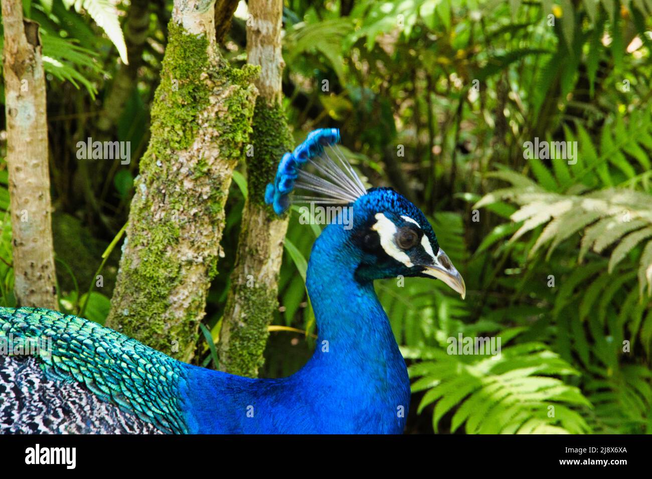 Ultra primo piano di un pavone maschio dai colori brillanti. Foto Stock