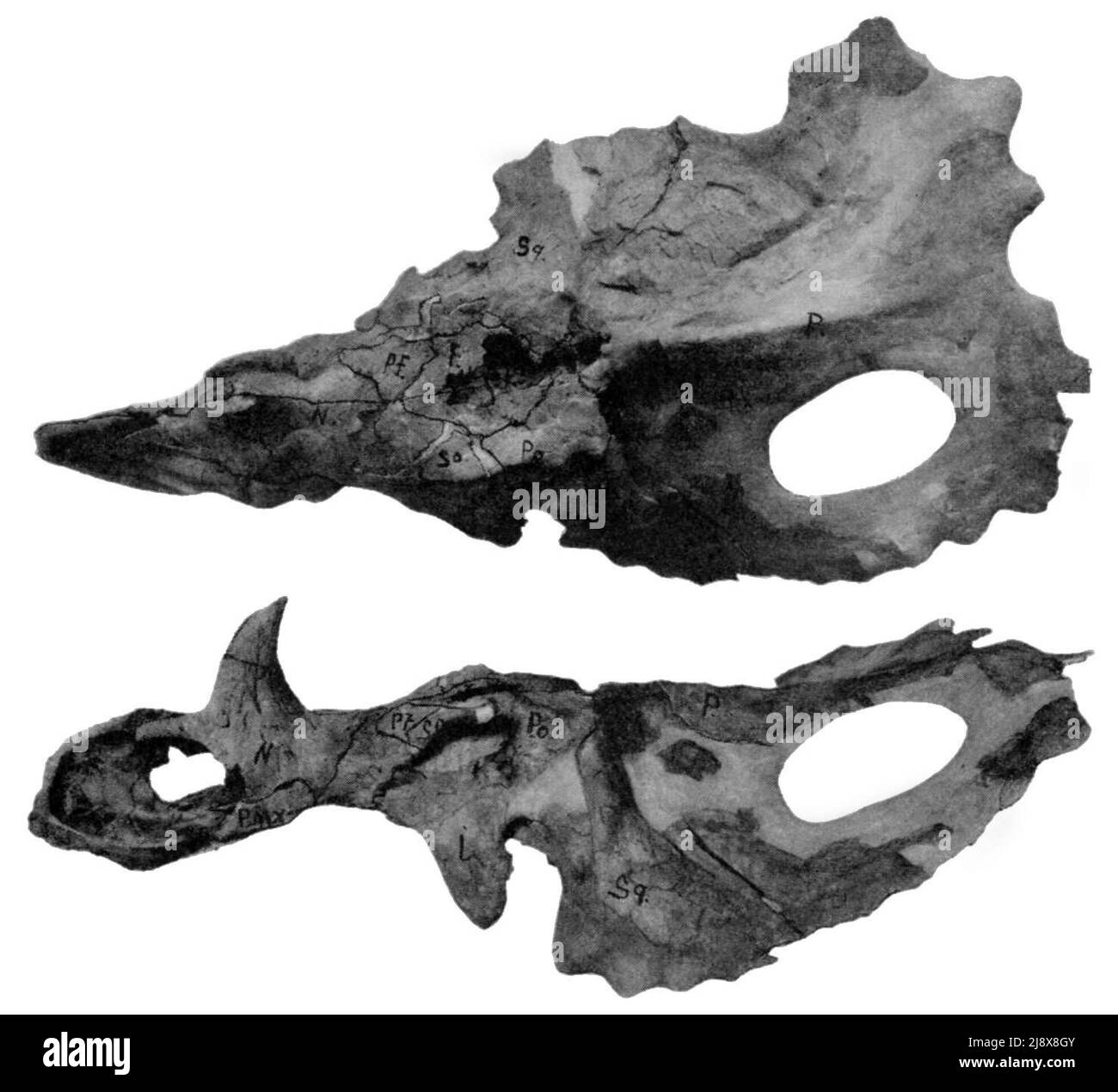 Monoclonius lowei CMN 8790. Ceratopsidae da Alberta. Giornale di Paleontologia ca. 1940 Foto Stock