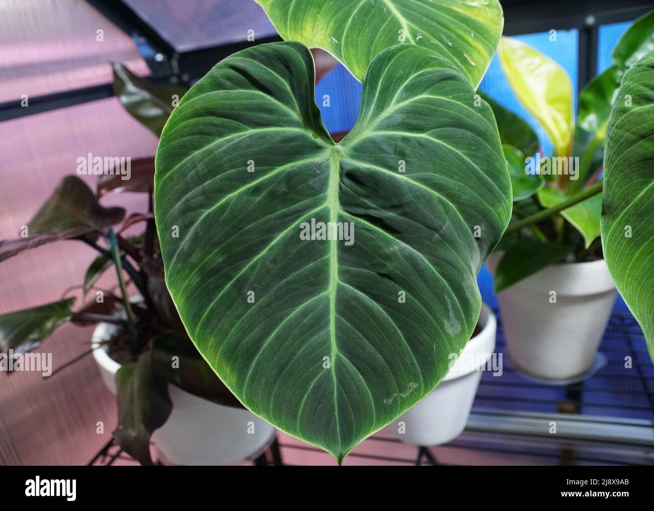 La bella foglia verde di Philodendron El Choco Red Foto Stock