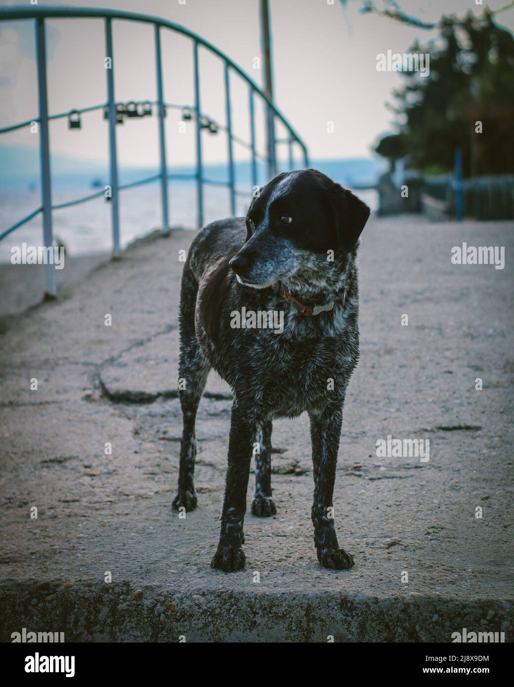 Un cane da caccia sul ponte Foto Stock