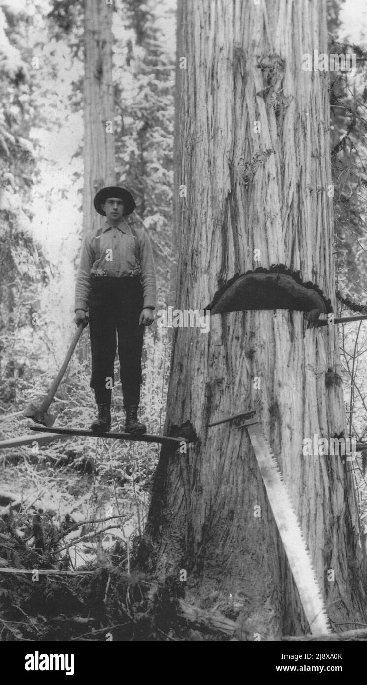 Bob Balmer mano cade un albero di cedro venti miglia a nord del lago di Adams sul fiume Adams ca. 1910 Foto Stock