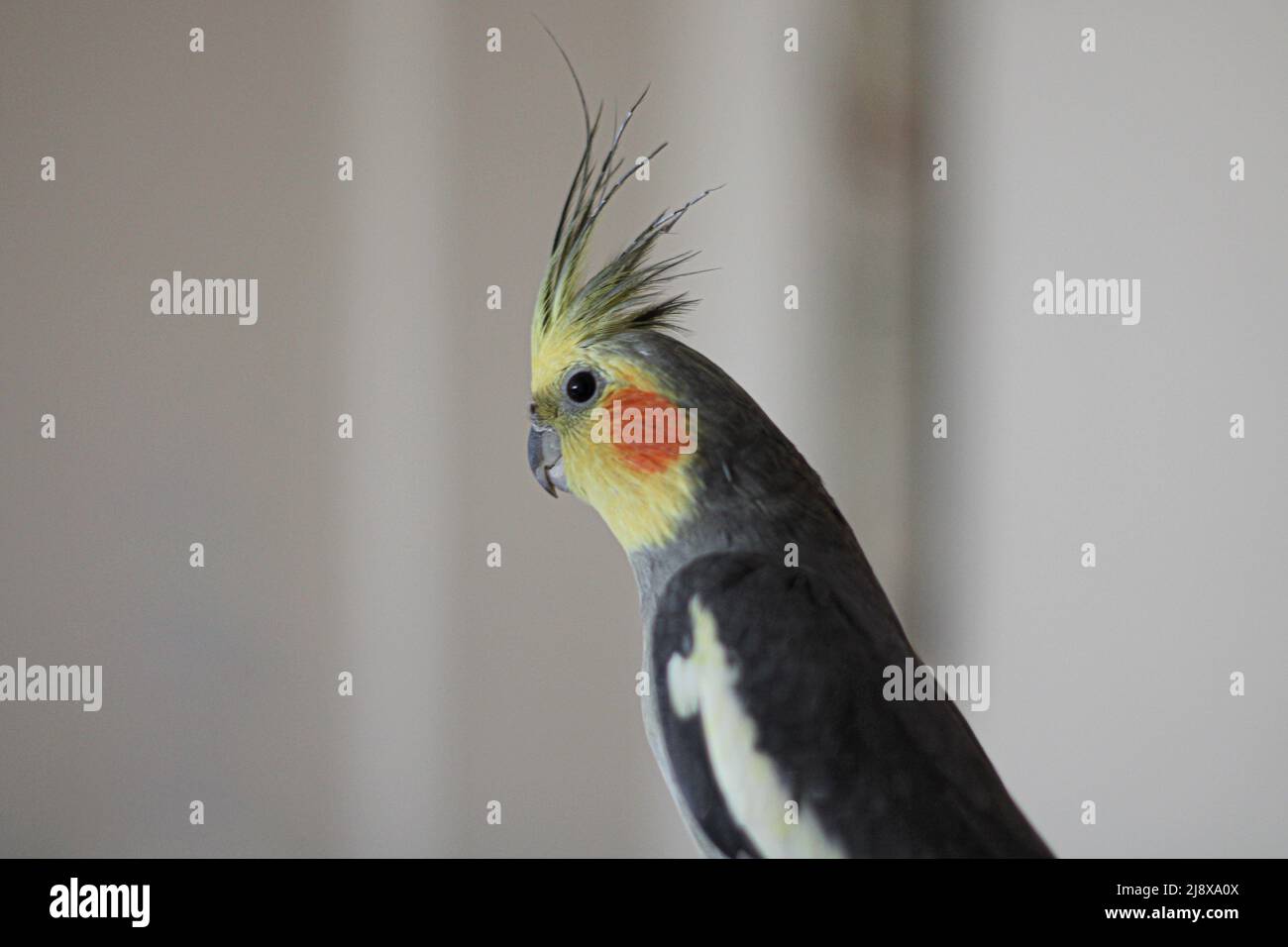 Un cockatiel grigio per adulti Foto Stock