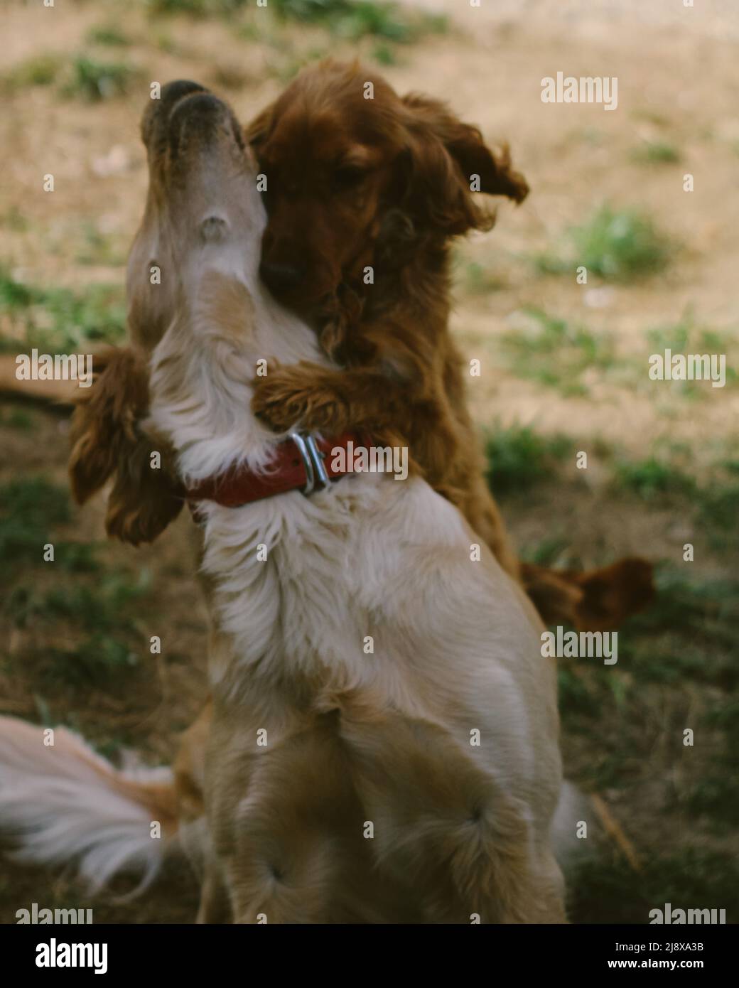 Abbracciando cani domestici Foto Stock