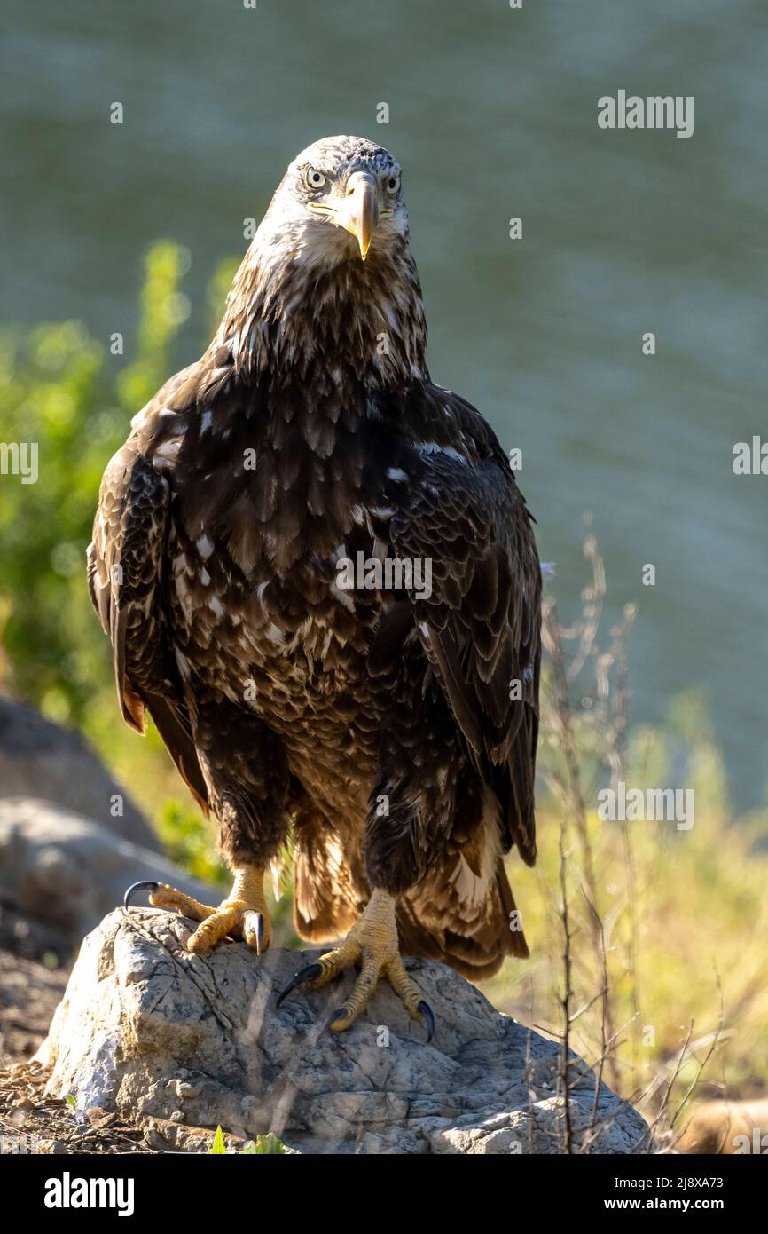 Aquila calva giovanile Foto Stock