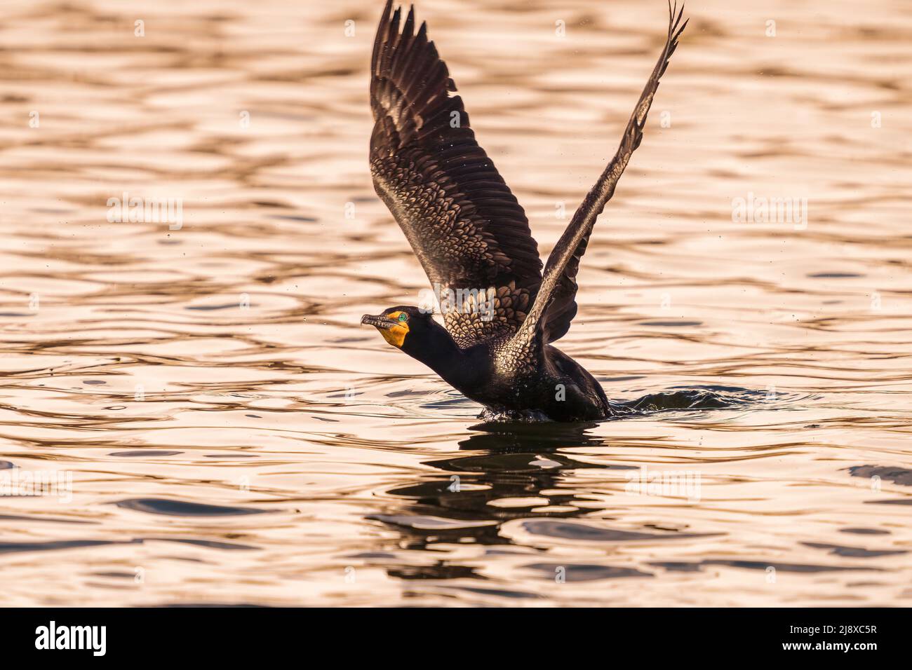 Un cormorano a doppio crestato che si alza dall'acqua con ali estese è pronto per il volo. Foto Stock