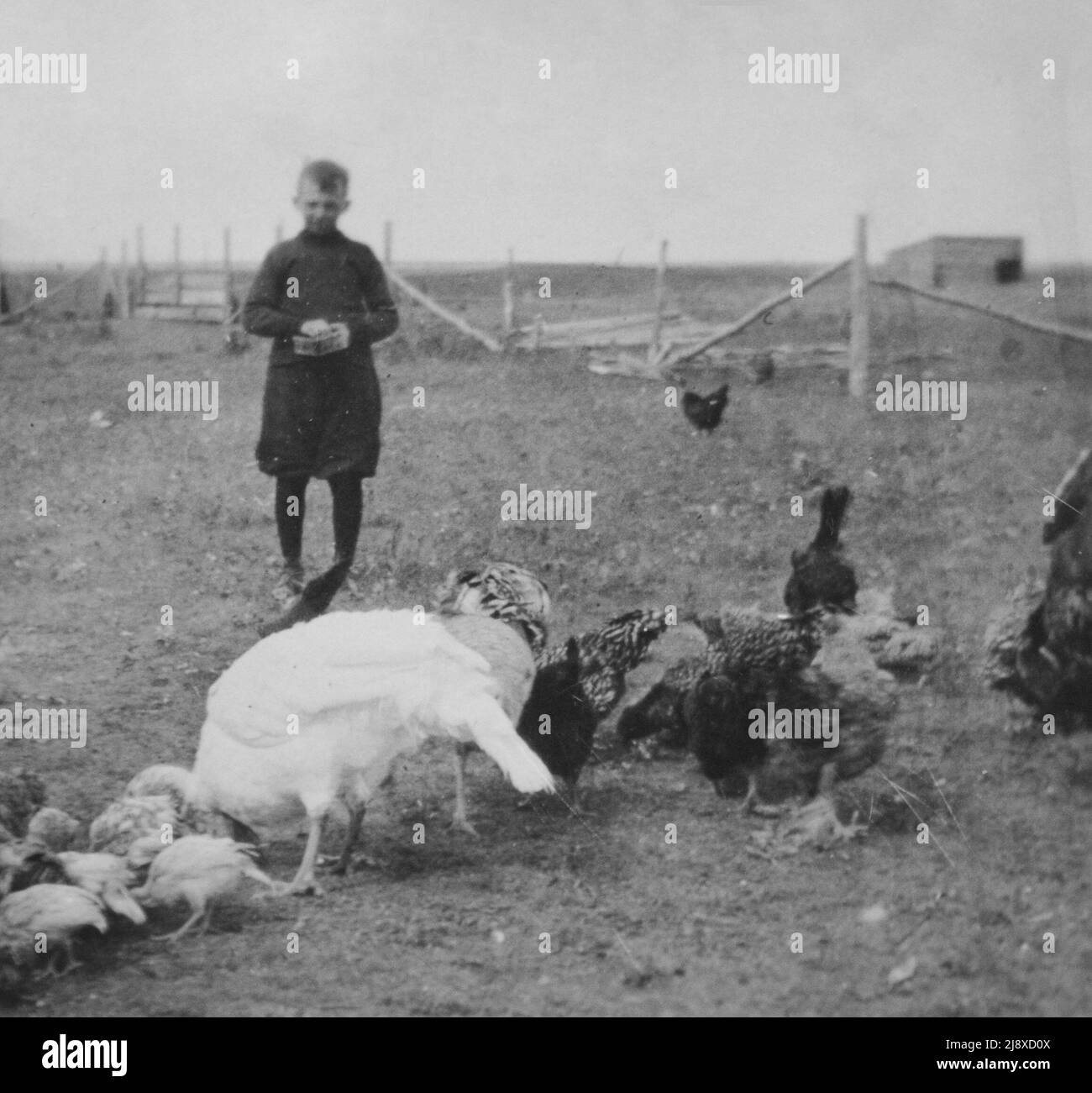 Un'immagine archivistica di un ragazzo che alimenta polli in una fattoria vicino a Montmartre Saskatchewan nel 1920 Foto Stock