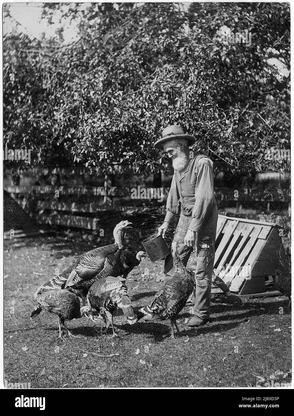 Coltivatore che alimenta i tacchini ca. 1909 Foto Stock