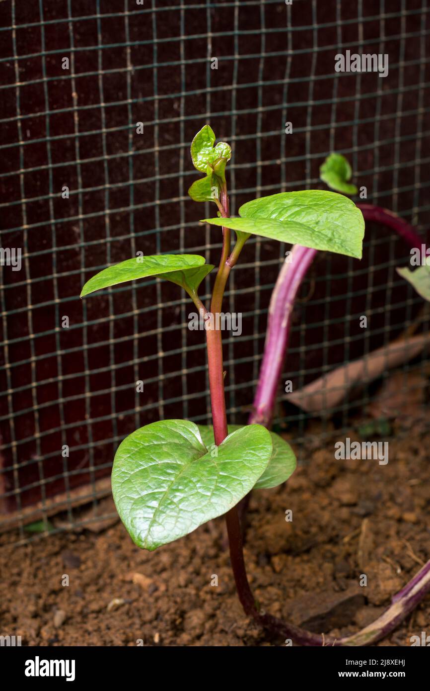 giovane spinaci malabar o pianta di spinaci di ceylon nel giardino, basella alba o basella rubra conosciuto come spinaci di vite, closeup delle erbe medicinali Foto Stock