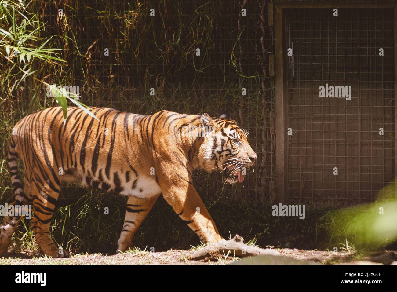 Sumatran Tiger nella foresta Foto Stock