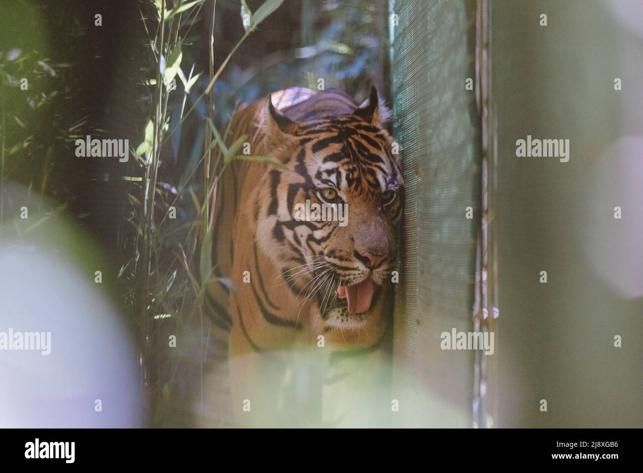 Sumatran Tiger nella foresta Foto Stock