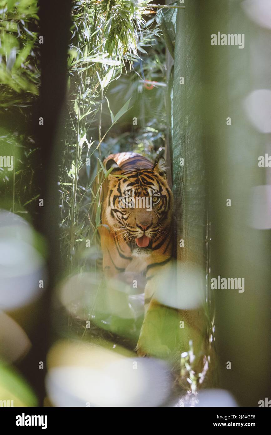Sumatran Tiger nella foresta Foto Stock
