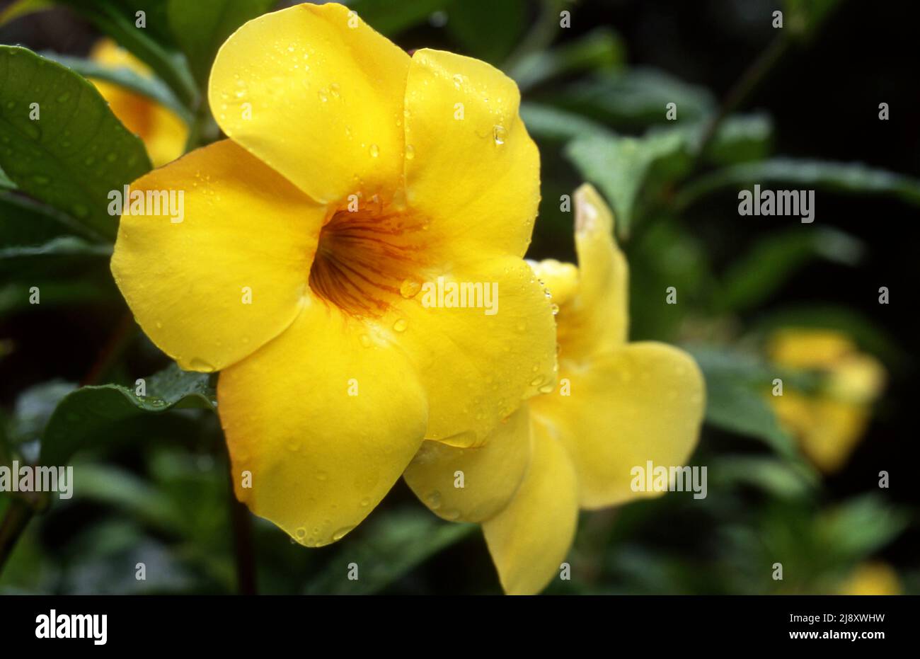 PRIMO PIANO DEL FIORE DI ALLAMANDA CARTHARTARTA, COMUNEMENTE CHIAMATO TROMBA D'ORO, TRUMPETVINE COMUNE O ALLAMANDA GIALLO. Foto Stock