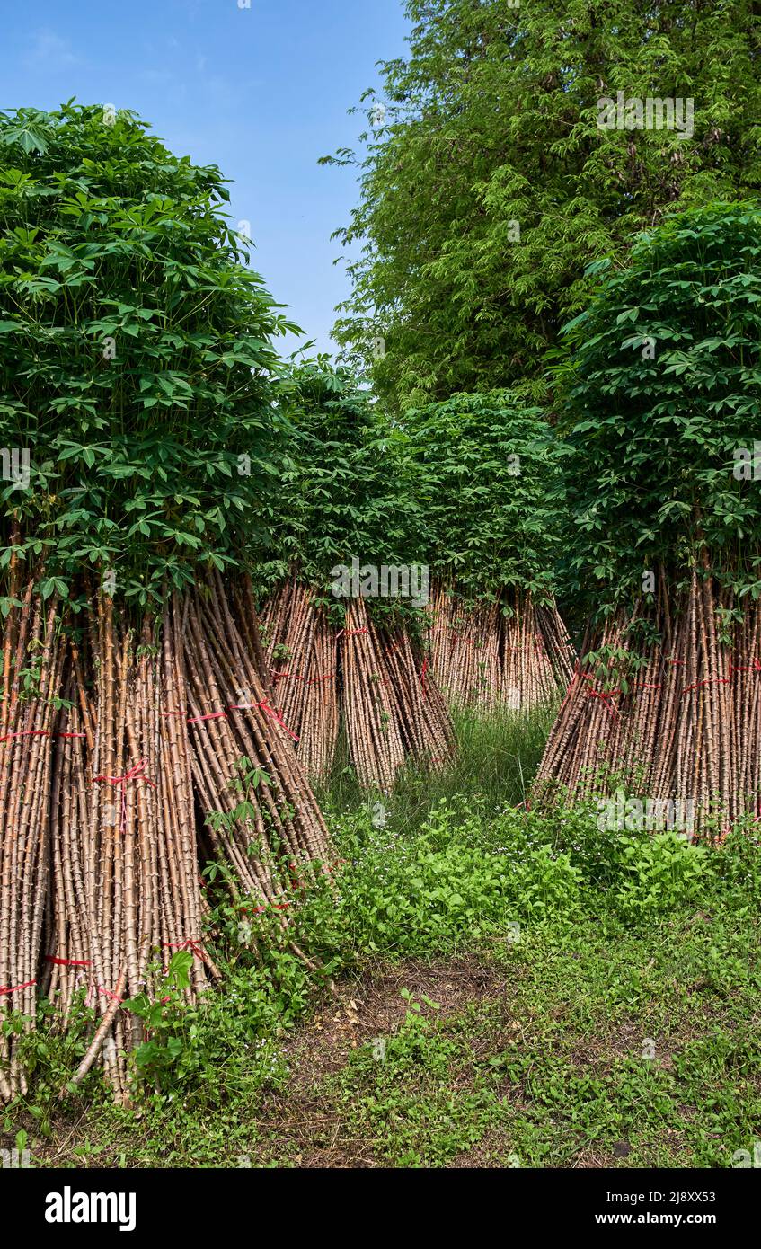 Mazzo delle piante di manioca per coltivare nel raccolto seguente Foto Stock
