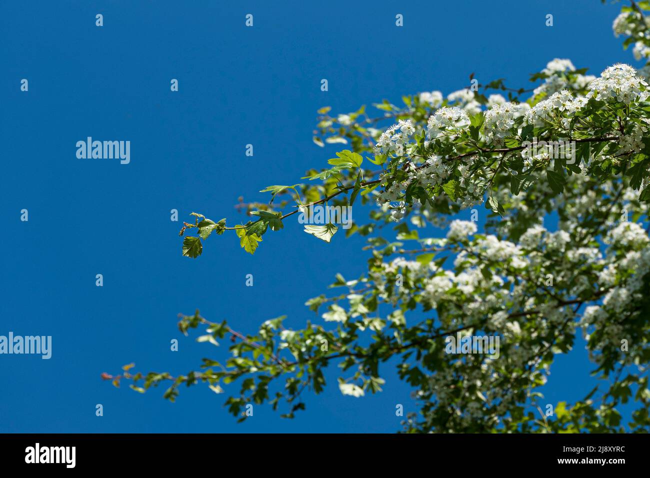 due rami pieni di fioriture di biancospino di fronte al cielo azzurro e senza nuvole. Spazio N. Foto Stock