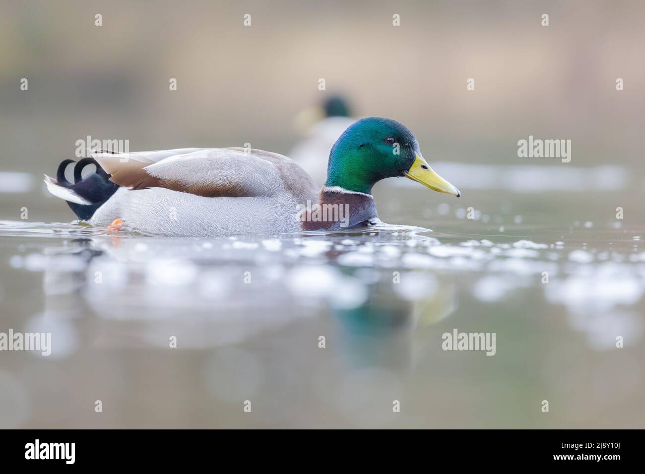 Maschio anatra di mallardo [ Anas platyrhynchos ] su stagno in nebbia di mattina presto con riflessione Foto Stock