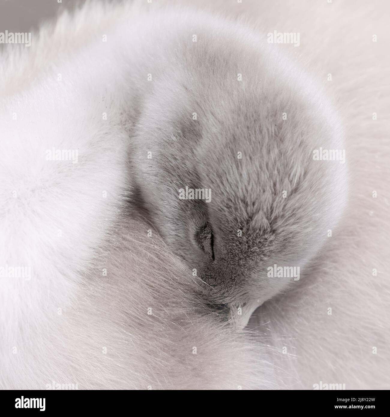 Mute Swan cygnet [ Cygnus olor ] raccolto stretto che dorme con la testa infilata in piume del corpo Foto Stock