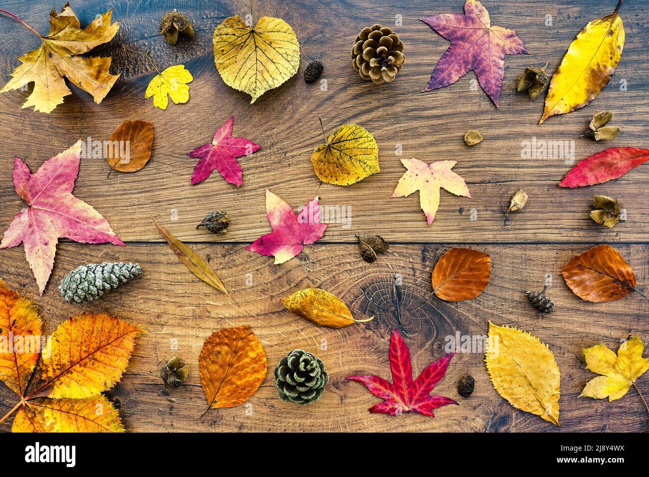 Sfondo caduta con una varietà di vivaci foglie secche caduta su legno di quercia scuro. Vista dall'alto. Superficie piana. Foto Stock