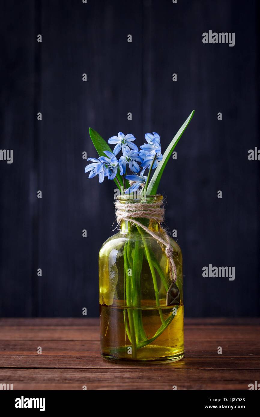 Fiori di gocce di neve in vaso su sfondo scuro Foto Stock