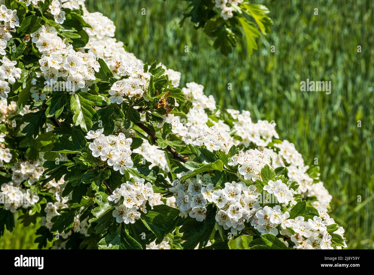 Ramo di un biancospino con innumerevoli fiori bianchi Foto Stock