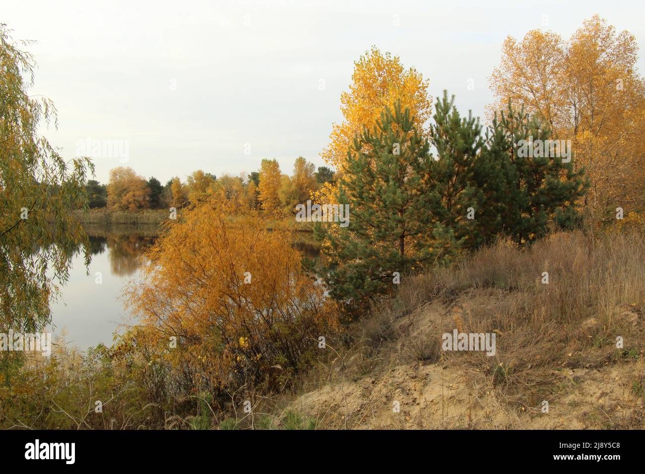 Sulla riva autunnale di un lago forestale Foto Stock