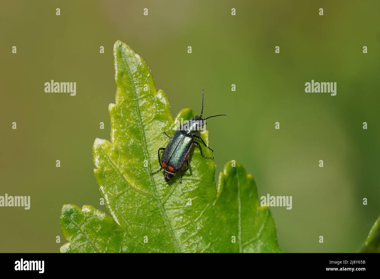 Primo piano Beetle Malachite (Malachius bipustulatus), coleotteri di fiori ad ali molle (Melyridae) su una foglia. Giardino olandese. Primavera, maggio, Foto Stock