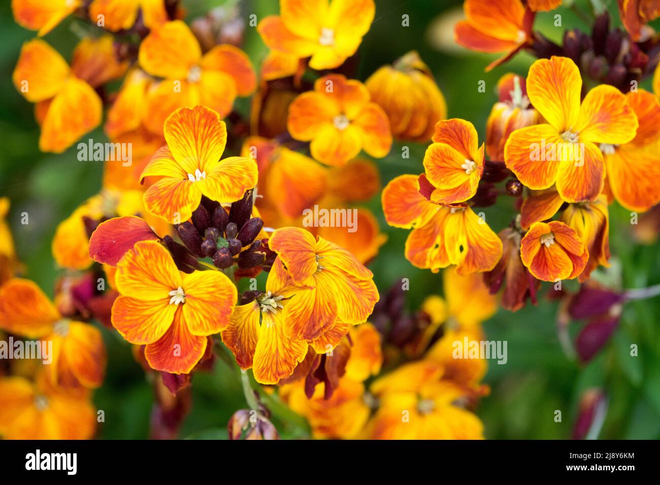 Erysimum Wallflower 'Re del fuoco' Erysimum cheiri Foto Stock