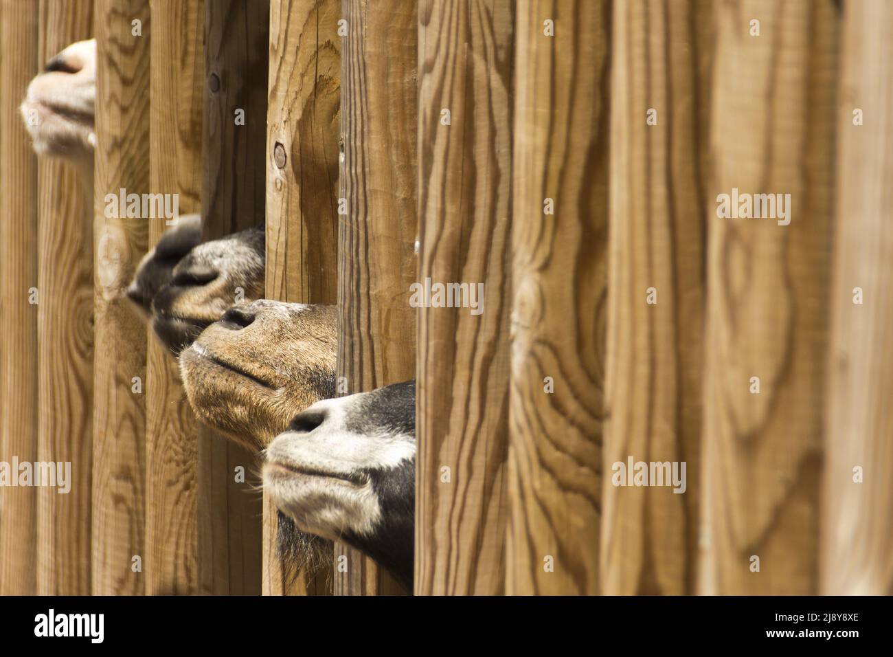 Cinque capre in fila aspettano cibo, mentre puoi vedere i loro nasi solo attraverso la recinzione di legno Foto Stock