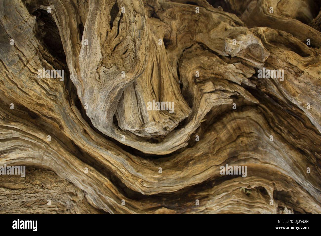 Bella corteccia curva di un vecchio olivo Foto Stock