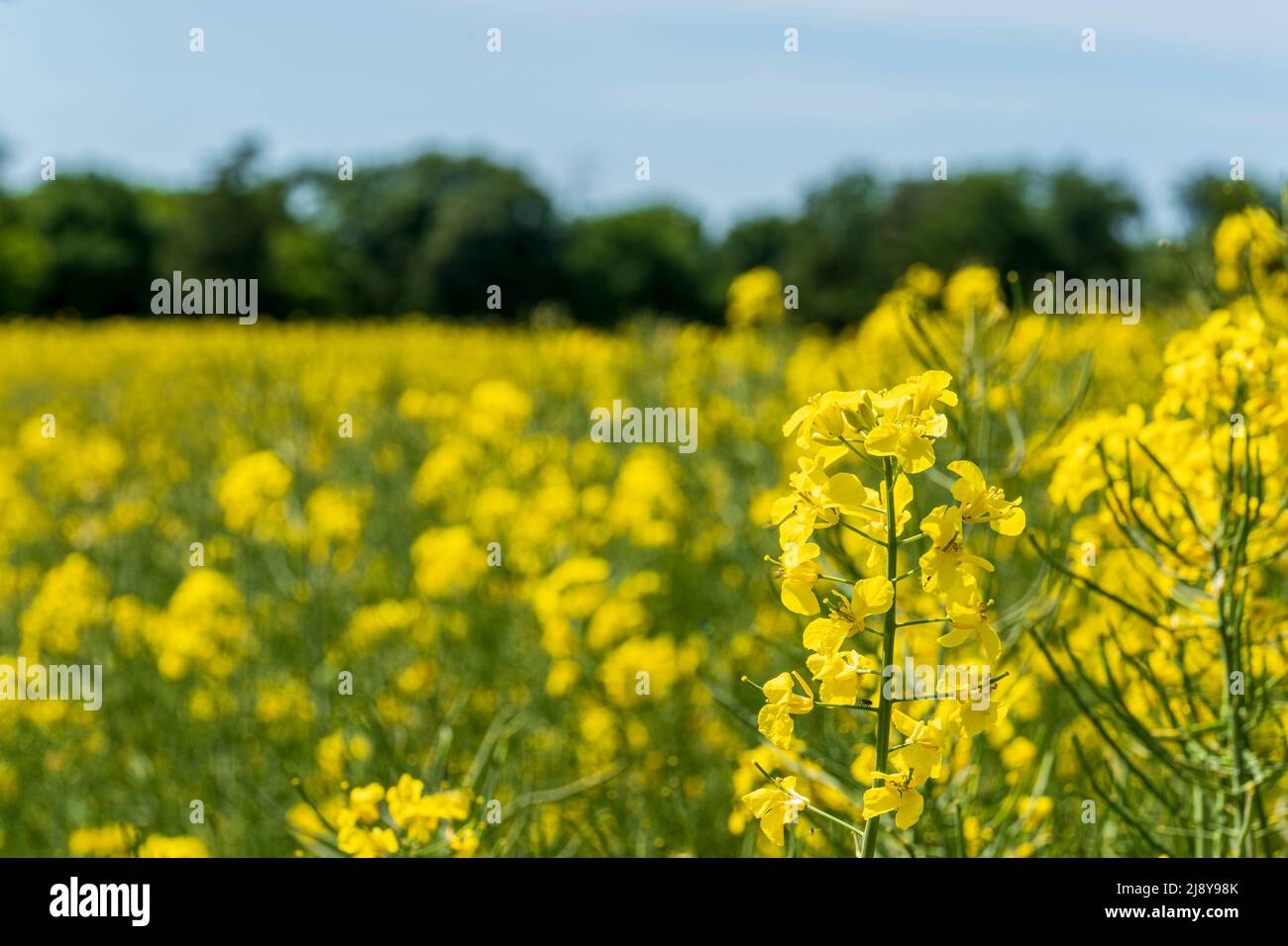 Primo piano di un'infiorescenza con molti fiori gialli di colza Foto Stock