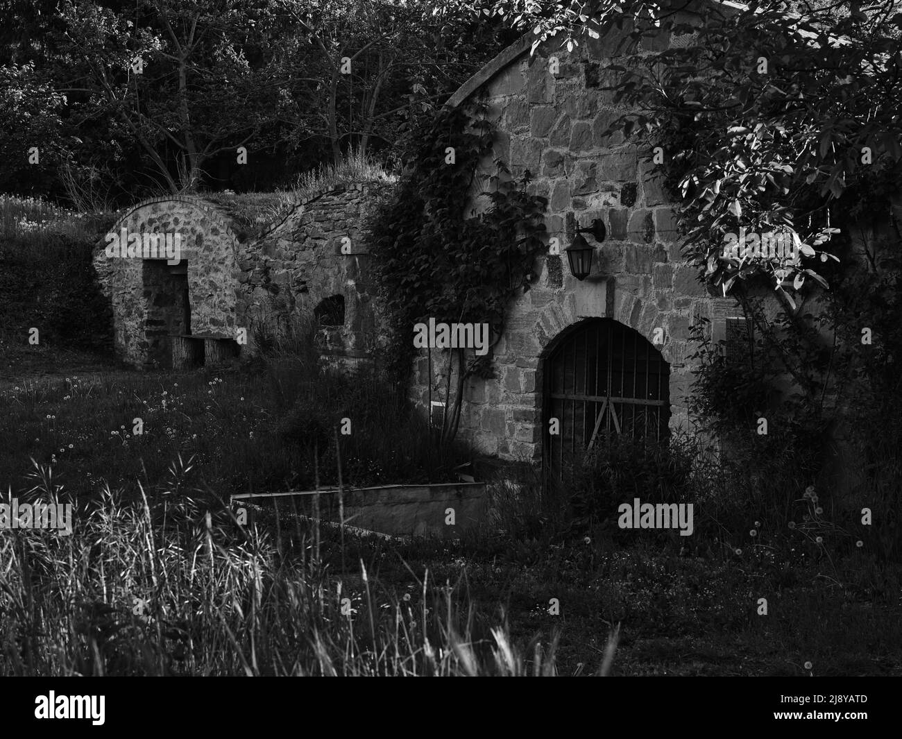 Vista in bianco e nero delle cantine tradizionali di Prellenkirchen, Austria, circondata da alberi e vegetazione rurale. Foto Stock