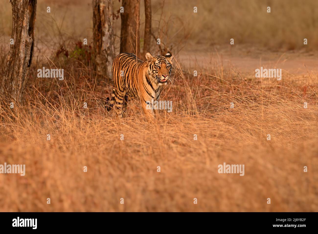 Una giovane cucciolo femminile di tigre che cammina attraverso la prateria del Parco Nazionale di Bandhavgah Foto Stock