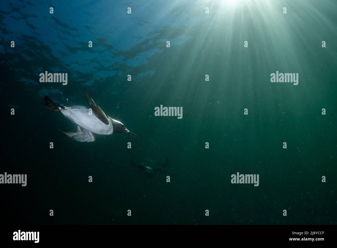 Seabird Guillemot (Uria aalge) immersioni subacquee a St Abbs, Scozia con cielo blu e la luce del sole sopra. Foto Stock