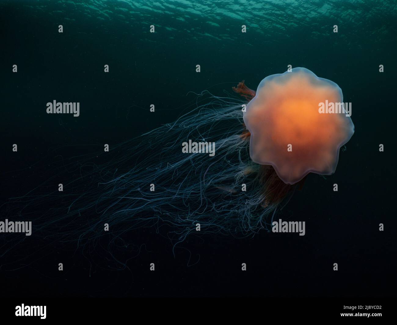 La medusa di leone (cianea capillata) è rivolta verso la fotocamera con tentacoli e increspature fluenti sulla superficie dell'acqua. Foto Stock