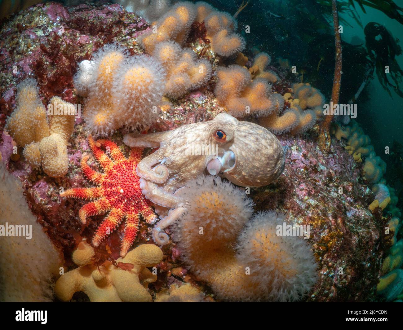 Octopus arricciato (Eledone cirrhosa) su una barriera corallina d'acqua fredda con un sunstar comune (Crossaster papposus) e le dita dell'uomo morto di corallo morbido (Alcyonium di Foto Stock