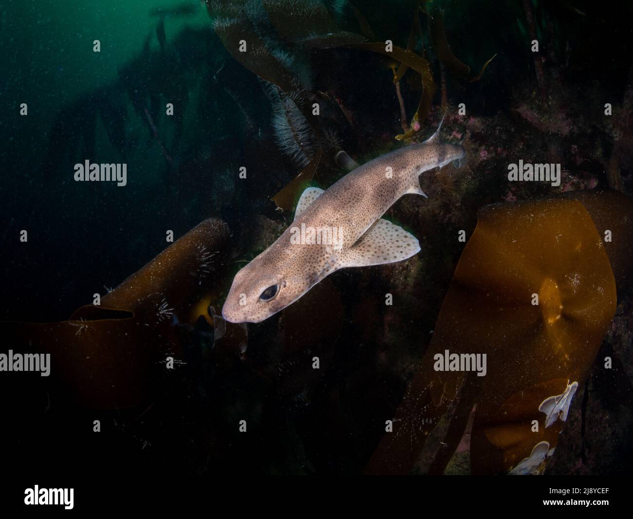 Smallspotted catsqualo (noto anche come Dogfish meno spotted) - Scyliorhinus canicula - nuoto sulla foresta temperata di kelp della Scozia nord-occidentale. Foto Stock