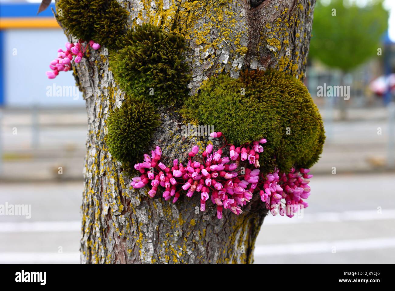 Muschio delle setole di Lyell (Orthotrichum lyellii) Candleflame Lichen (Candelaria Concolor) sulla corteccia di un Redbud orientale (Cercis canadensis) in fiore. Foto Stock