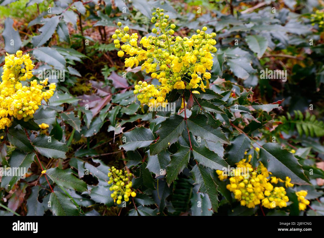 Oregon Grape, Mahonia aquifolium, con fiori gialli primaverili che crescono lungo l'Eagle Creek Trail, Columbia River Gorge, Oregon state flower. Foto Stock