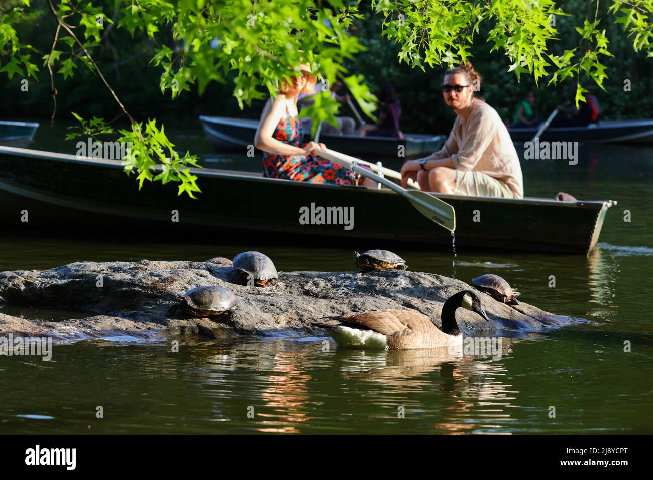 Le persone in una fila di barche a remi accanto ai cursori del laghetto, inclusi i cursori con le orecchie rosse (Trachemys scripta) che si solano su una roccia nel lago di Central Park, New York. Foto Stock