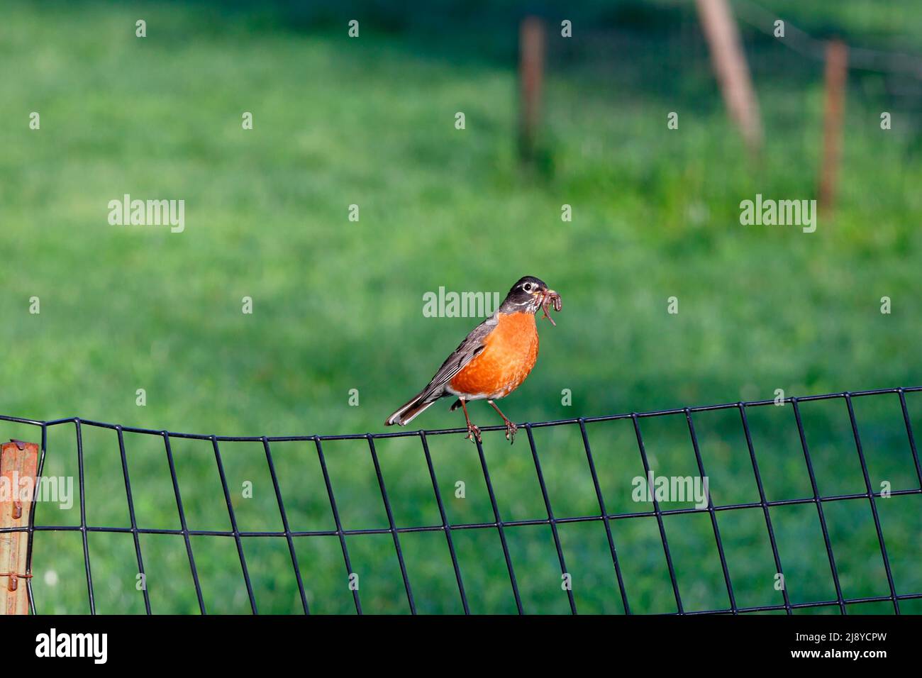 Un Robin americano, Turdus migratorius, arroccato su una recinzione in un parco urbano, con un verme di terra nel suo becco. Foto Stock