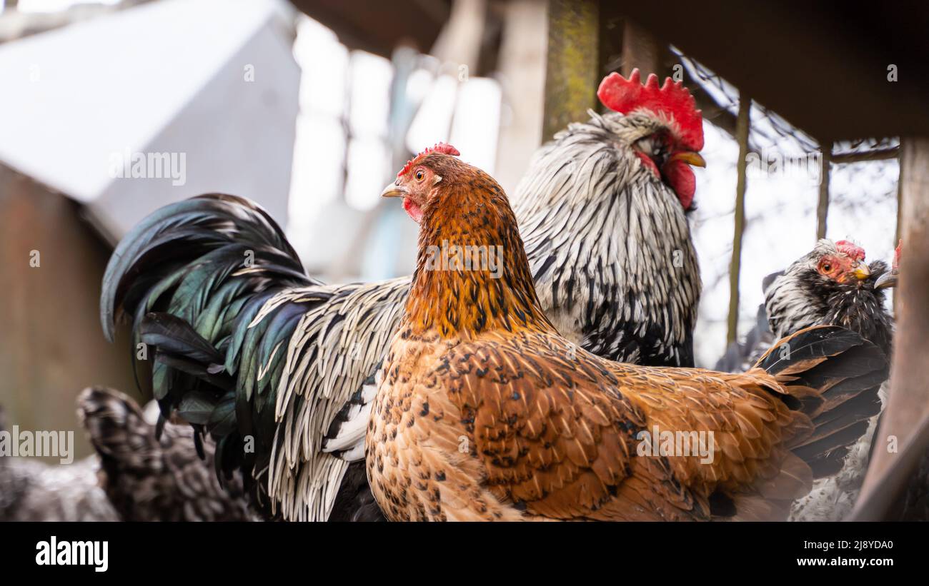 Una gallina di colore arancione scuro si trova sullo sfondo di un primo piano di un gallo Foto Stock