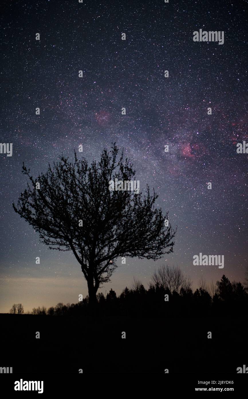 Paesaggio notturno di silhouette di alberi contro il cielo scuro e Via Lattea, fuoco sullo sfondo, costellazione di Cygnus Foto Stock
