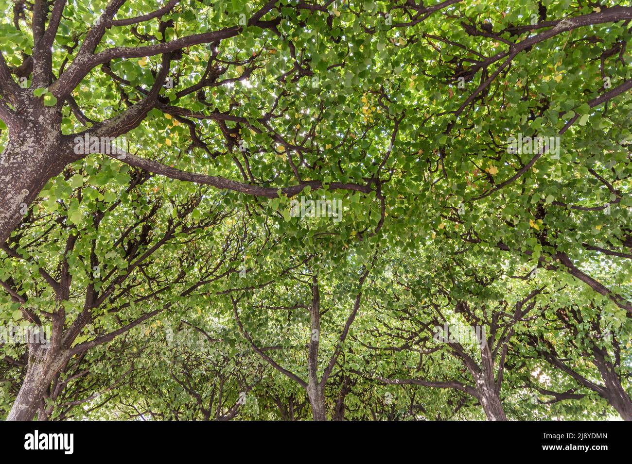 Foresta densamente coltivata con cime verdi in estate Foto Stock